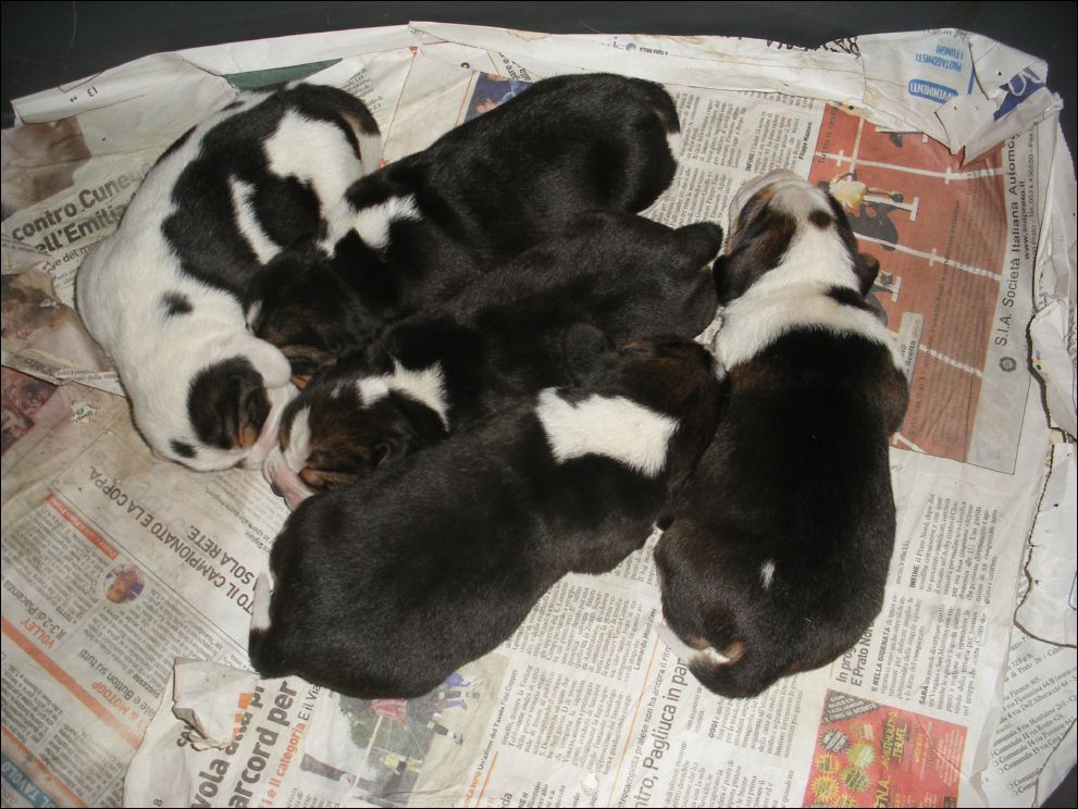 cuccioli amelie-18